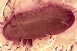 Detailed Fossil Beetle (Microbregma) in Baltic Amber #325406-1